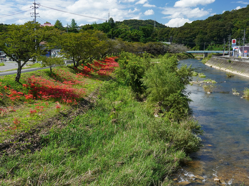 三次市三良坂町「みらさか平和大橋」馬洗川の彼岸花群生地