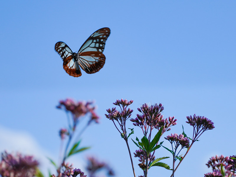 アサギマダラ飛来地（広島県三原市久井町吉田）