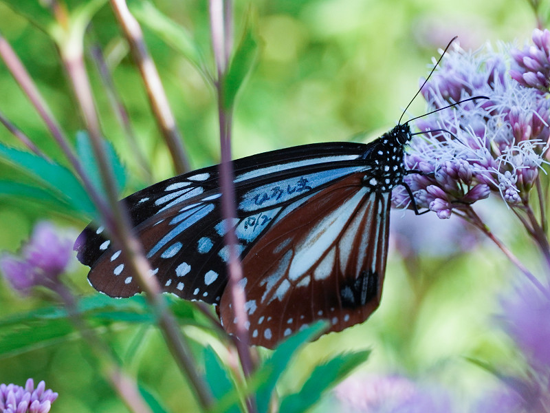 アサギマダラ飛来地（広島県三原市久井町吉田）