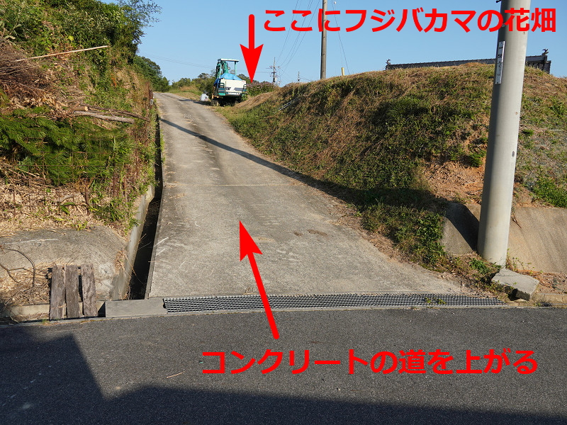 アサギマダラ飛来地（広島県三原市久井町吉田）