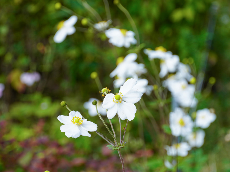 島川水芭蕉園の白い花