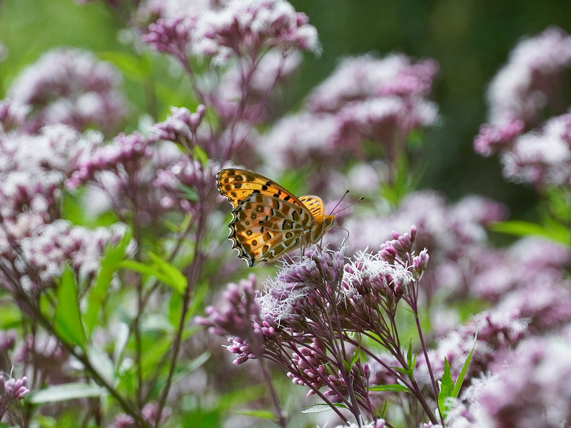 ツマグロヒョウモン（広島県三原市久井町吉田）