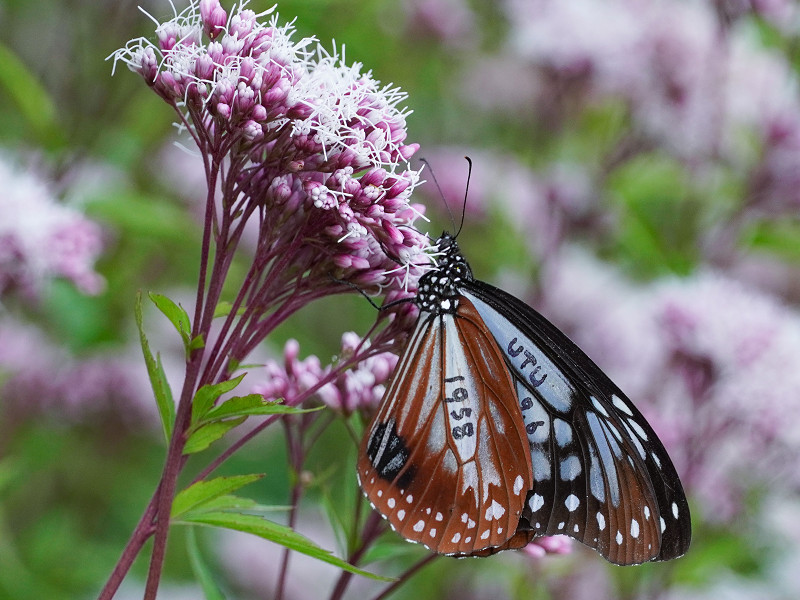 アサギマダラ飛来地（広島県三原市久井町吉田）