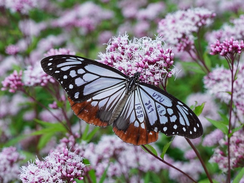 アサギマダラ飛来地（広島県三原市久井町吉田）