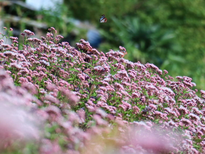 アサギマダラ飛来地（広島県三原市久井町吉田）