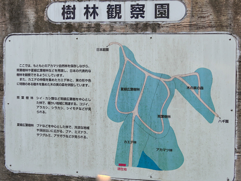 広島市植物公園「カエデ林」の案内板