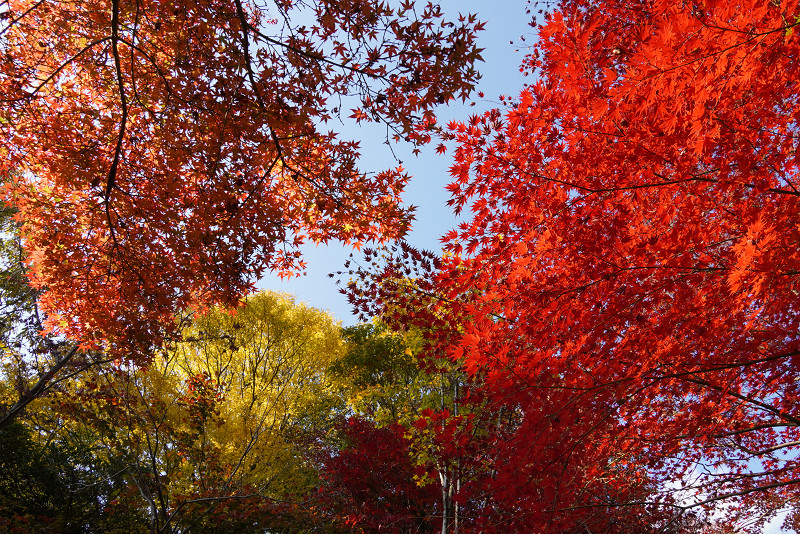 広島市植物公園「カエデ林」の紅葉