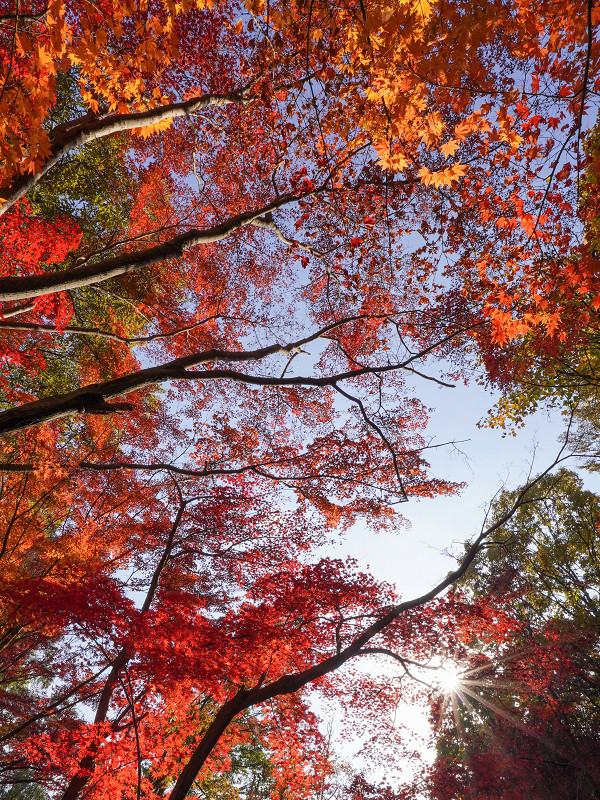 広島市植物公園「カエデ林」の紅葉