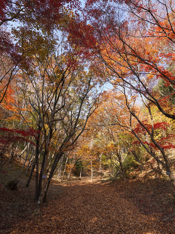 広島市植物公園「カエデ林」の紅葉