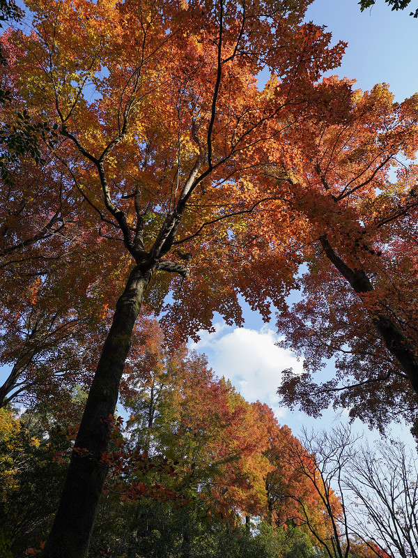 広島市植物公園「フウの並木」の紅葉