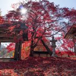 『教龍寺』樹齢300年の紅葉が赤く輝く（廿日市市吉和）