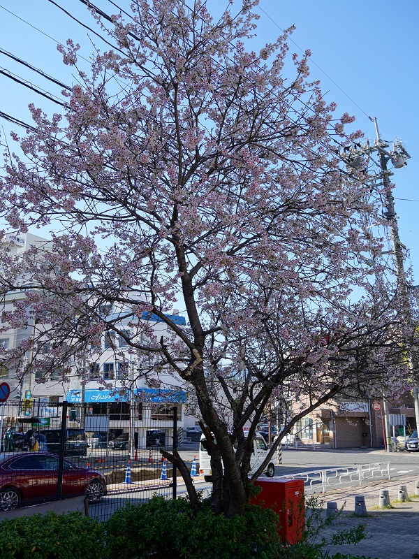 広島で冬に咲く桜、ヒマラヤザクラ(光が丘山根公園)