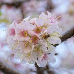 『光が丘山根公園』広島で冬に咲く桜、ヒマラヤザクラが満開！