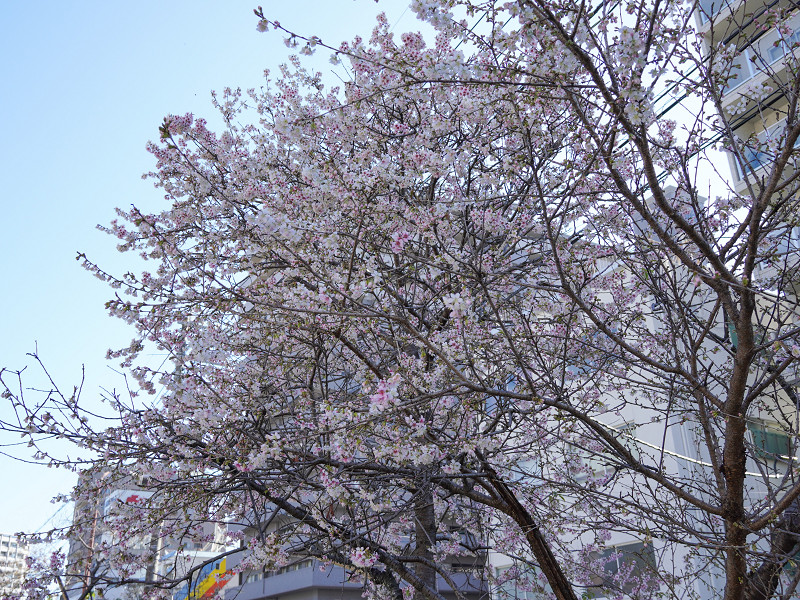 広島で冬に咲く桜、ヒマラヤザクラ(光が丘山根公園)