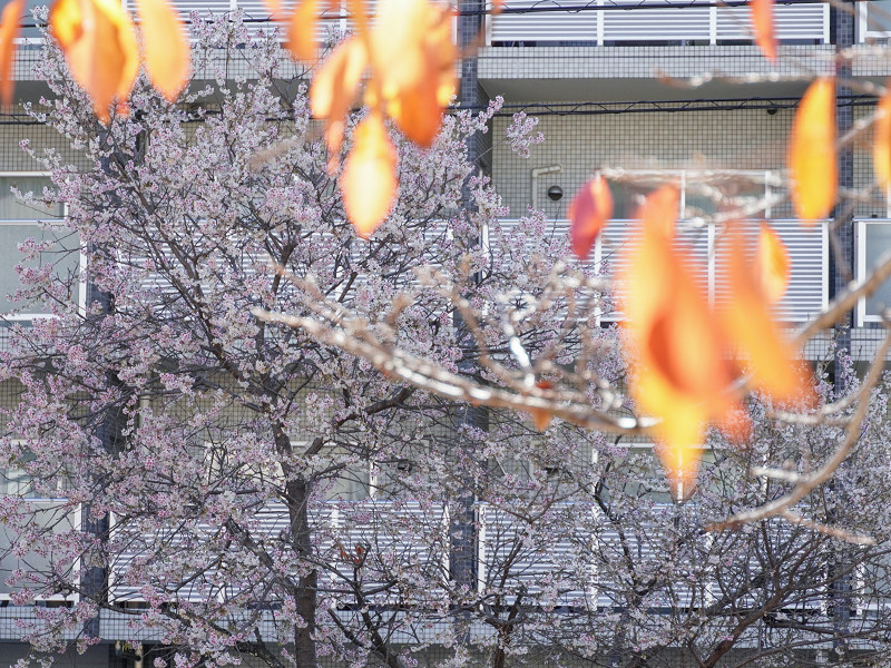 広島で冬に咲く桜、ヒマラヤザクラ(光が丘山根公園)