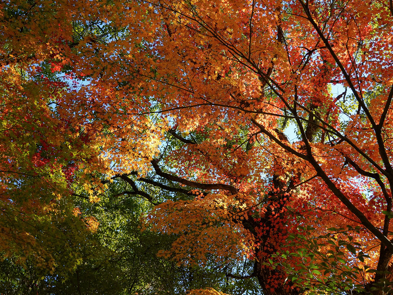 速谷神社の紅葉