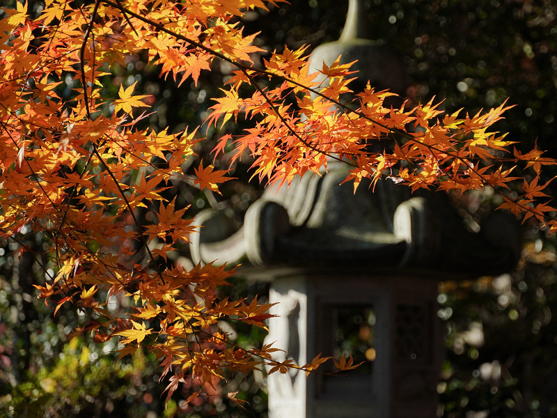 速谷神社の紅葉と灯篭