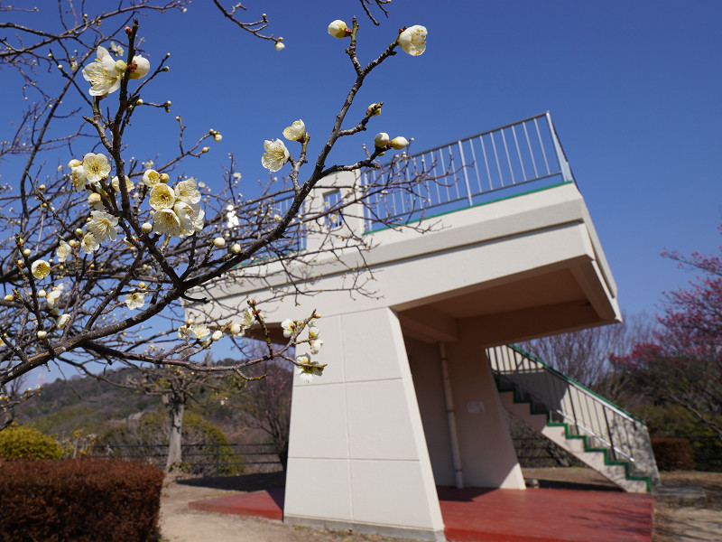 坂町横浜公園(広島県安芸郡坂町)展望台と梅の花