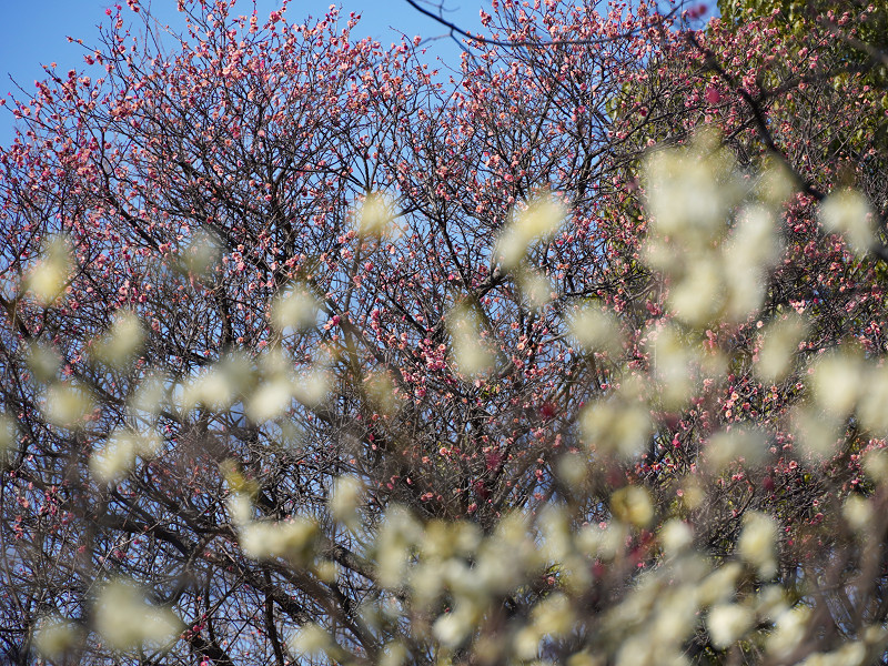 坂町横浜公園(広島県安芸郡坂町)梅の花