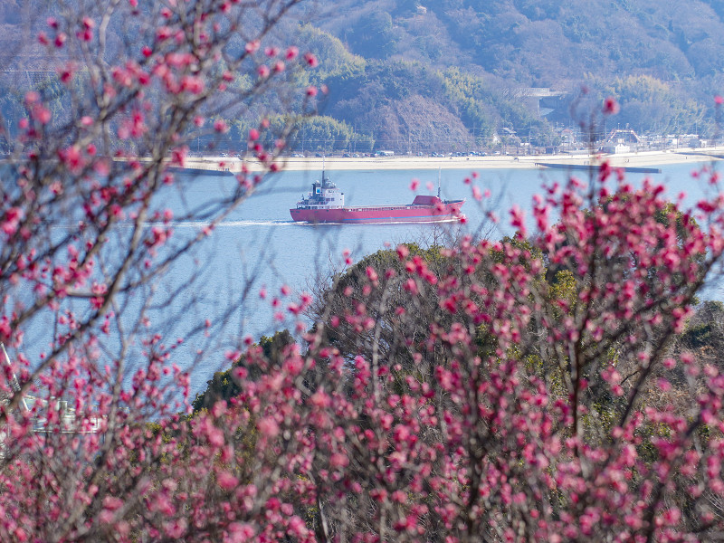 坂町横浜公園(広島県安芸郡坂町)梅の花と船