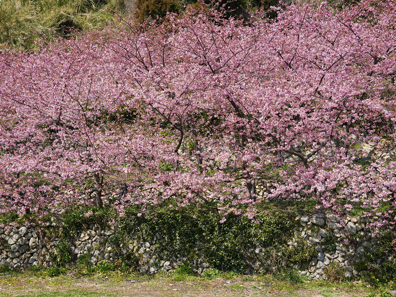 小積の河津桜（周防大島）