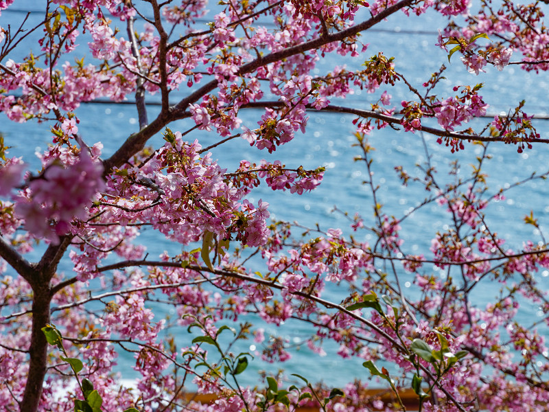 河津桜と瀬戸内海（小積の河津桜）