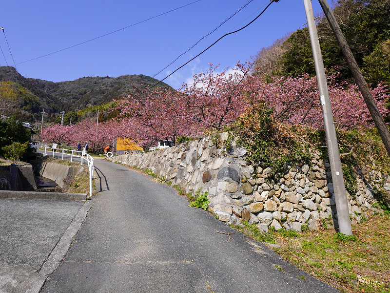 小積の河津桜（周防大島）