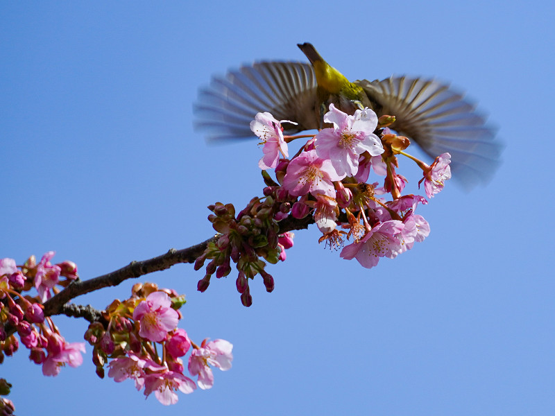 小積の河津桜とメジロ