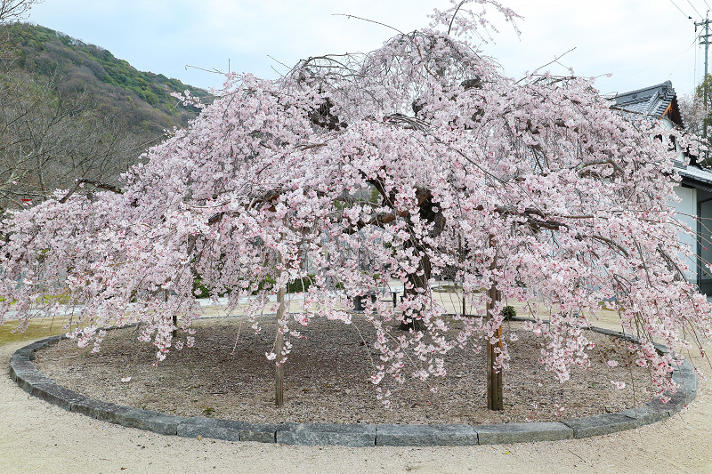 教善寺の枝垂れ桜（しまなみ海道、大三島）