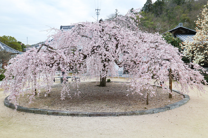 教善寺の枝垂れ桜（しまなみ海道、大三島）