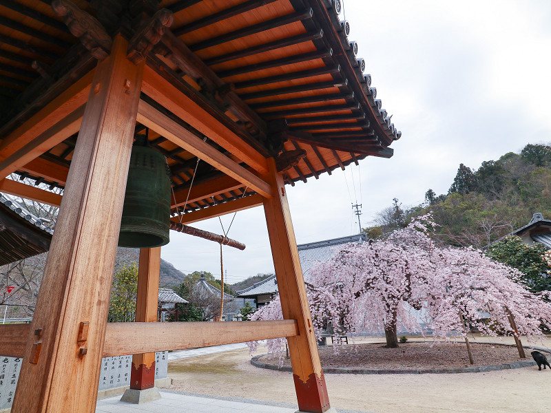 教善寺の枝垂れ桜（しまなみ海道、大三島）