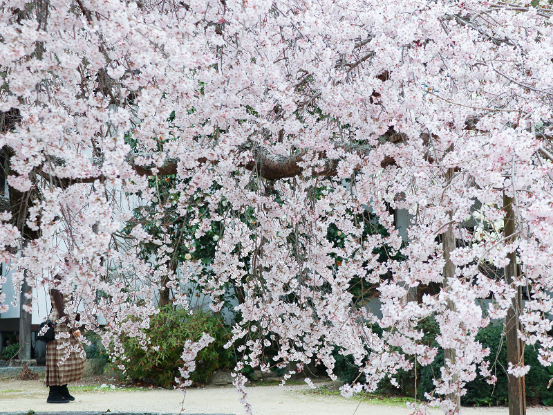 教善寺の枝垂れ桜（しまなみ海道、大三島）
