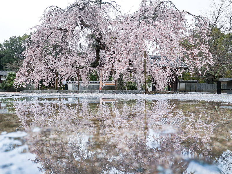 教善寺の枝垂れ桜のリフレクション（しまなみ海道、大三島）