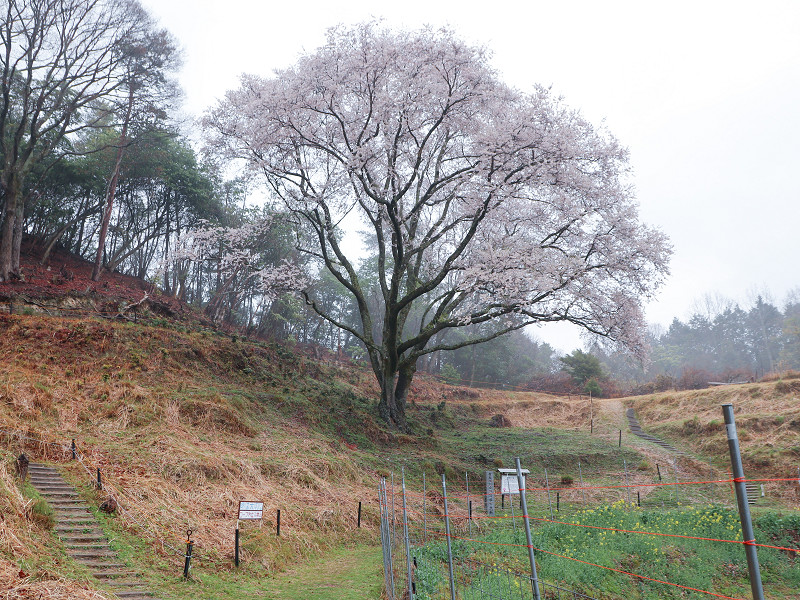 宿根の大桜（竹原市）