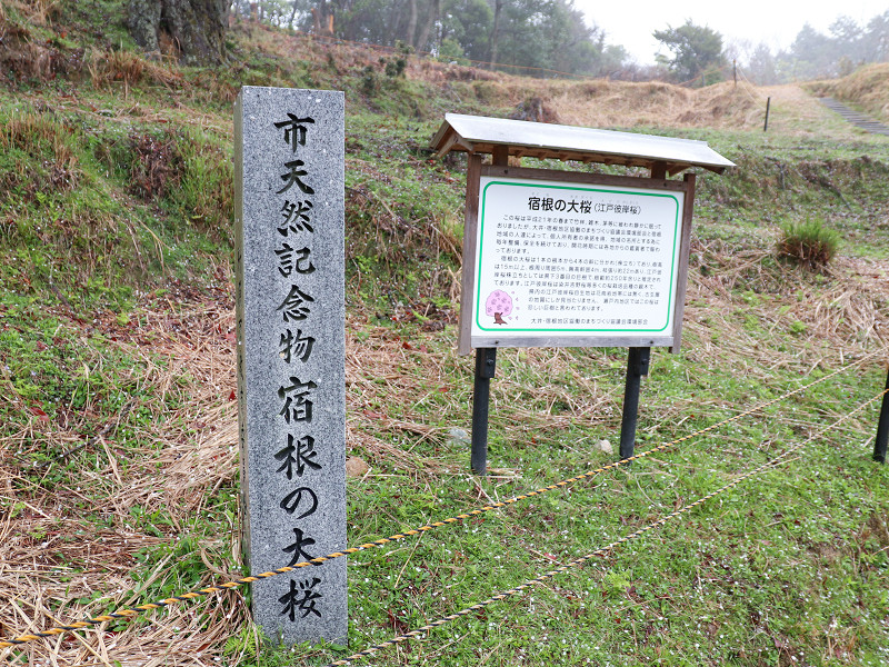 宿根の大桜の石碑