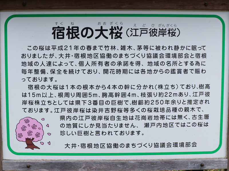 宿根の大桜の案内板