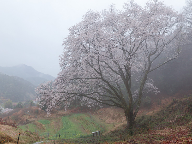 霧をまとう宿根の大桜