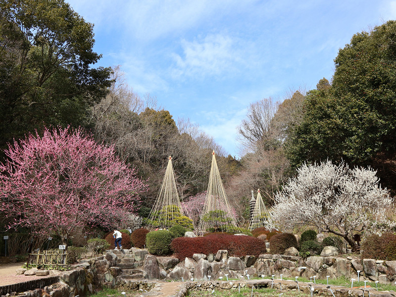 広島市植物公園、梅の花と松の雪つり