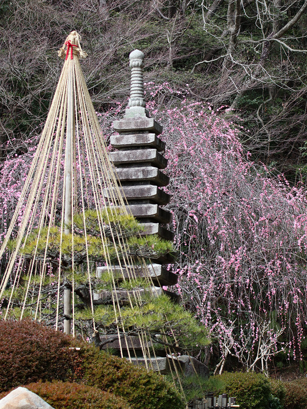 広島市植物公園、梅の花と松の雪つり