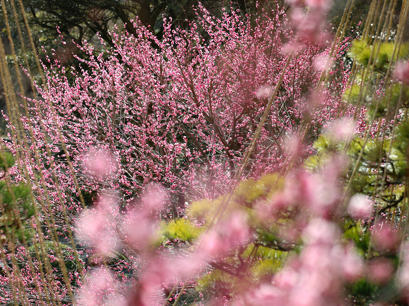 広島市植物公園の梅の花