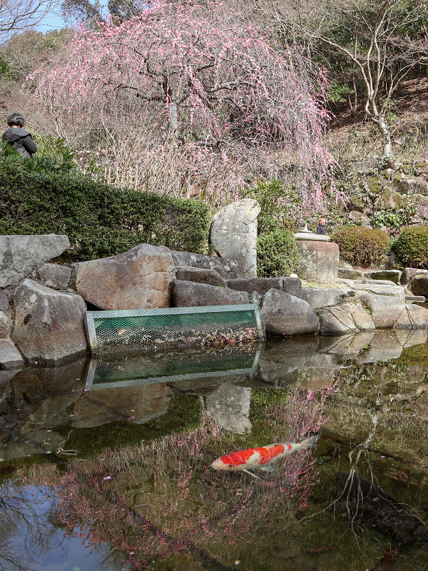 広島市植物公園の梅の花と鯉