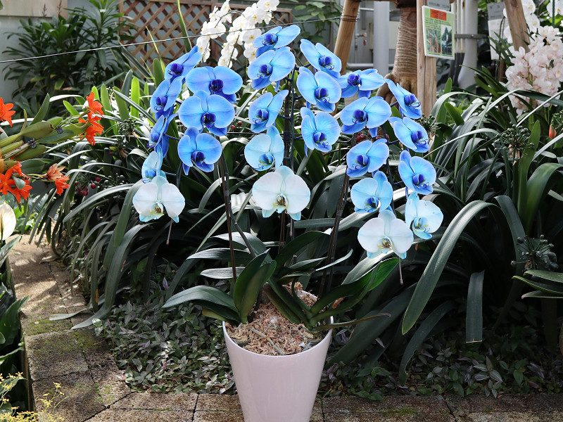 広島市植物公園の青いラン