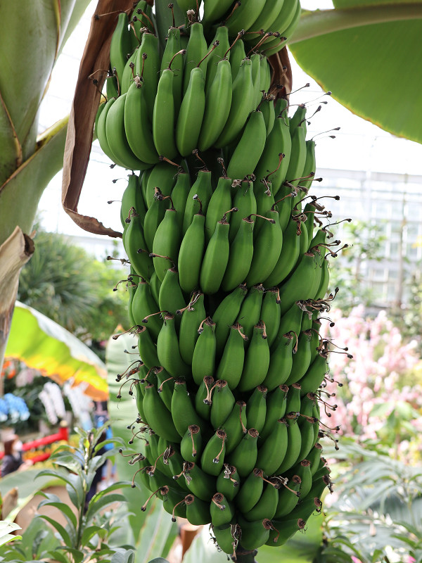 広島市植物公園、大温室のバナナ