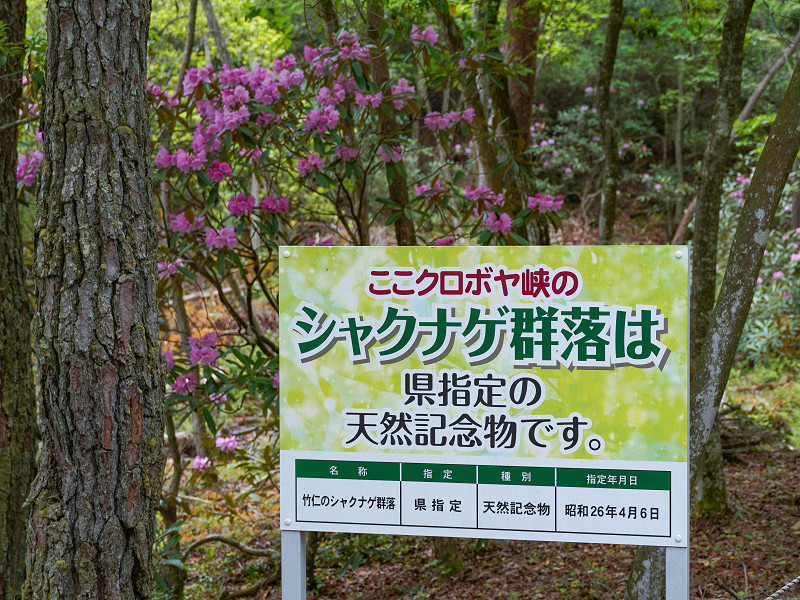 クロボヤ峡、竹仁のシャクナゲ群落、案内板