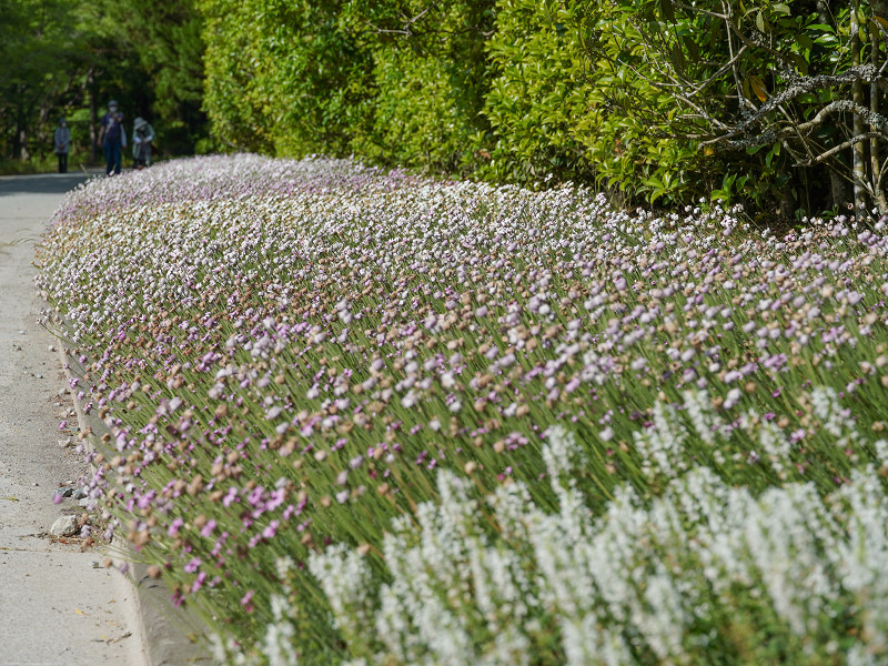 湧永満之記念庭園、遊歩道沿いの花
