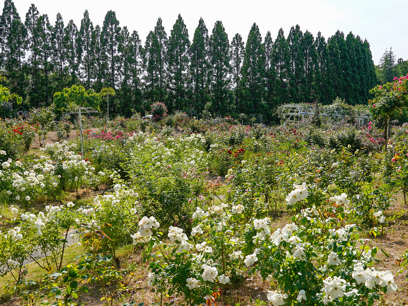湧永満之記念庭園、バラ園