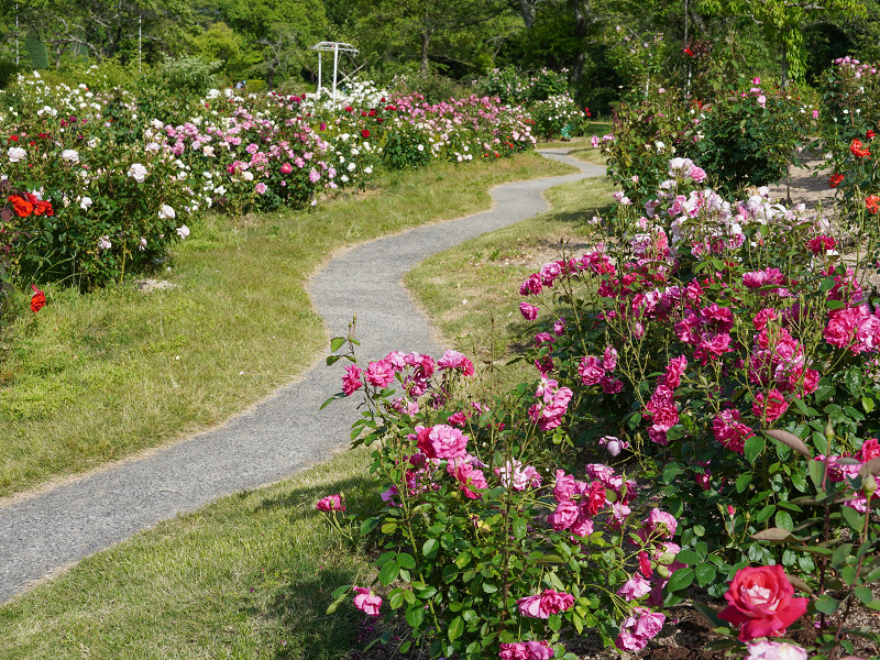 湧永満之記念庭園、バラ園の絵になる遊歩道