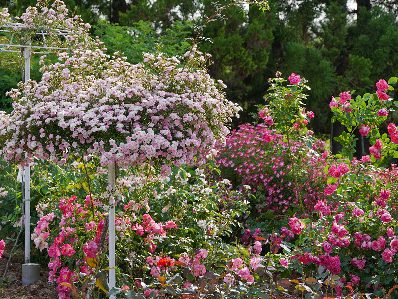 湧永満之記念庭園、豪華なバラの花園