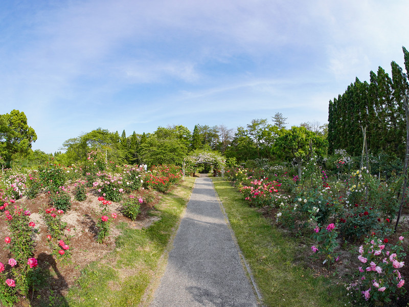 湧永満之記念庭園、バラ園