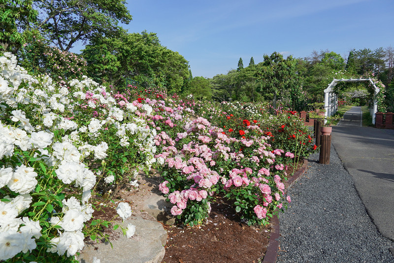 湧永満之記念庭園、バラ園
